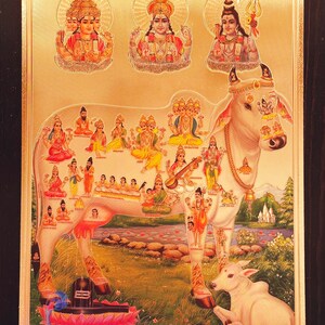 Kamadhenu/ Lucky Picture/ Cow & Calf/ Aavu And Dhuda/ Gomatha/ Gold Picture/ Puja Item