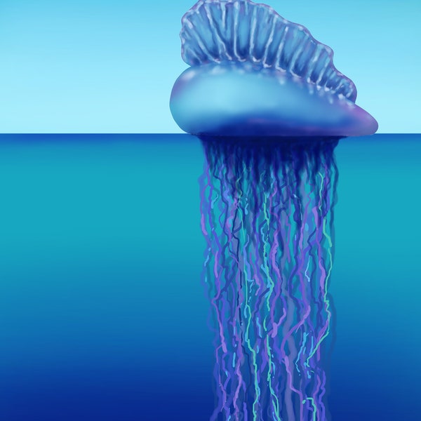 Man O War Print - Etsy