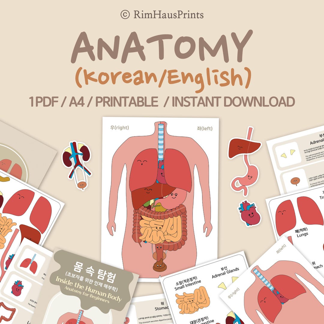 Interactive Human Anatomy Printables for Homeschooling, Korean Study ...