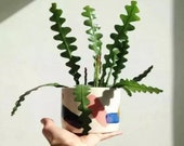 Fishbone,Fishbone cutting,Zig zag cactus cutting,Unique leaves succulent, Easy plant, Office deco,Home deco