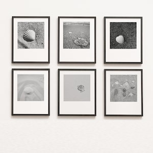 May include: Six black framed photographs of seashells on a white wall. The photos are arranged in two rows of three. Each photo features a different seashell or group of seashells.