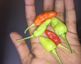 Capsicum frutescens Siling Labuyo Very Hot Birds Eye Thai Chilli Seeds x 25