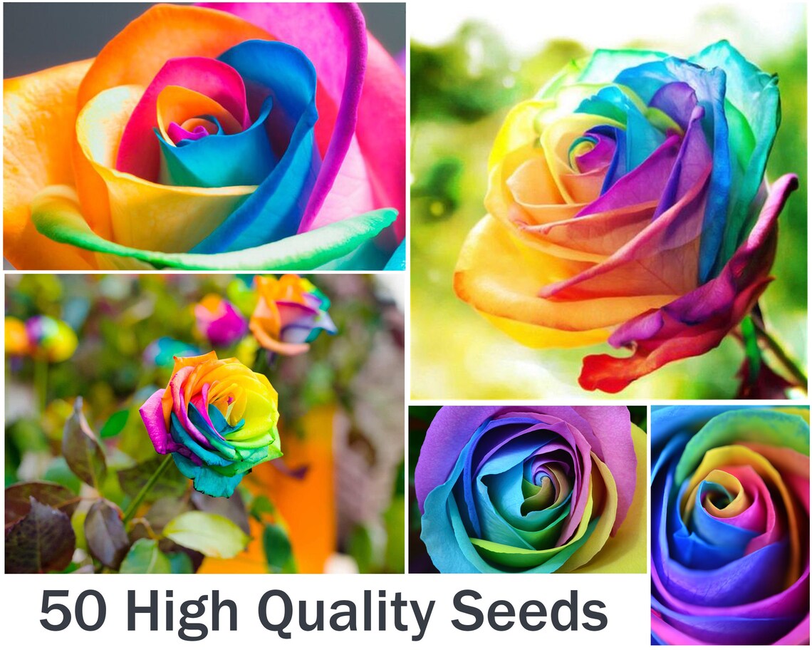 50pcs Colorful Rainbow Rose Flower Seeds Home Garden Plants Etsy