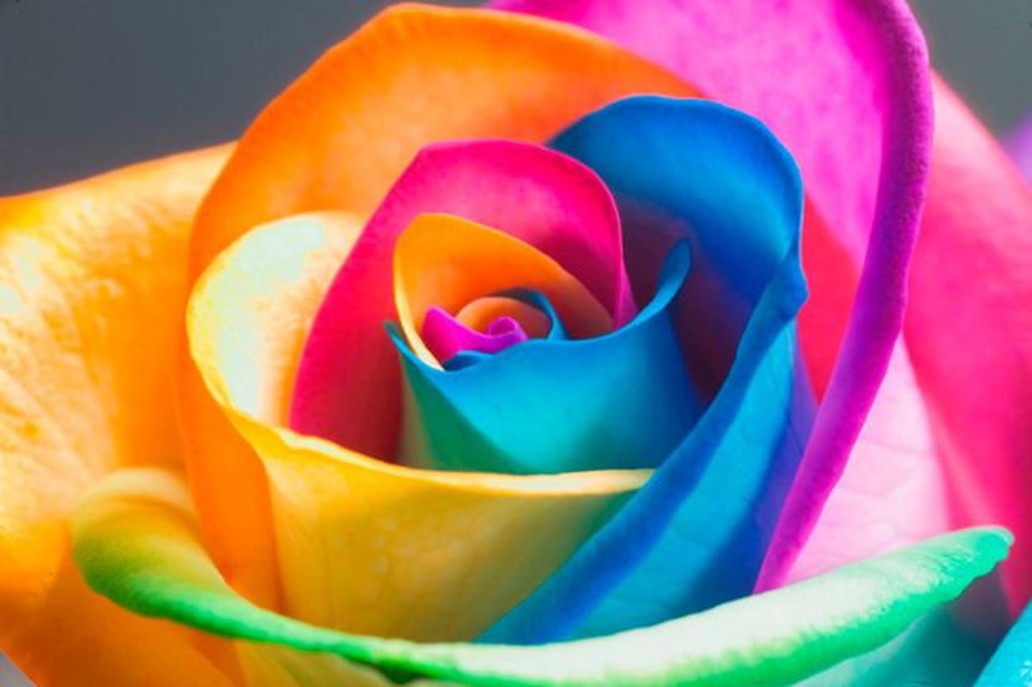 50 Stück Bunte Regenbogen RosenBlume Samen Home Garden Plants | Etsy