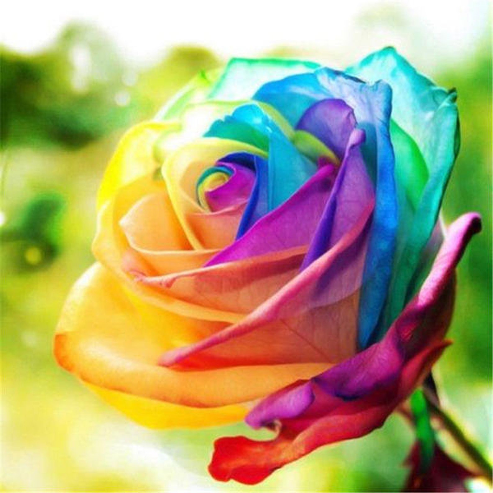 50 Stück Bunte Regenbogen RosenBlume Samen Home Garden Plants | Etsy