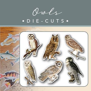 STEMPEL | Eulen | 12er-Set | 2 von jedem Design