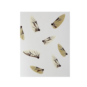 Beetle Underwing Card - Entomologiekaart - Insecten - beestjes
