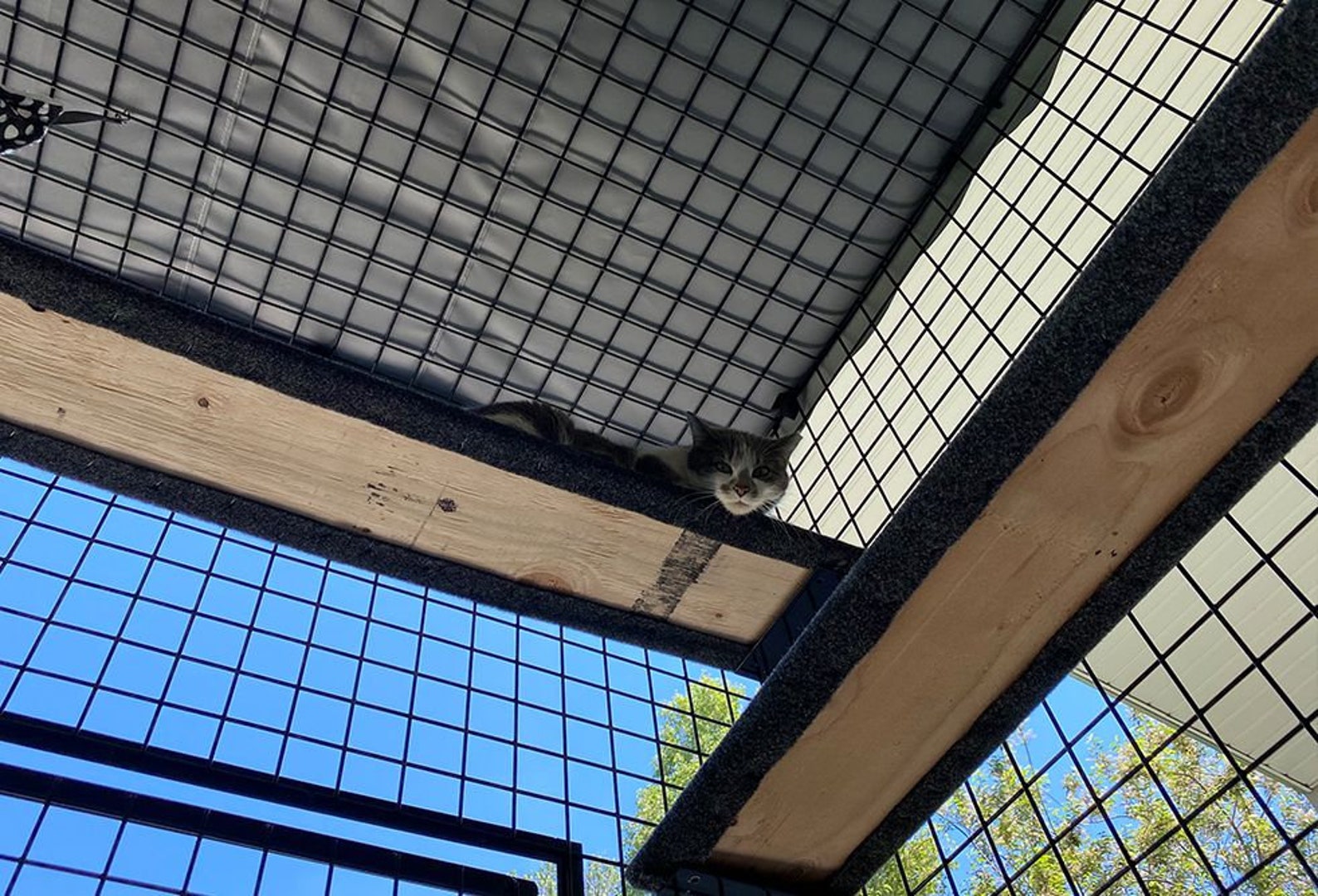 8piece Residential Retreat Catio Indoor & Outdoor Cat Enclosure, Pet