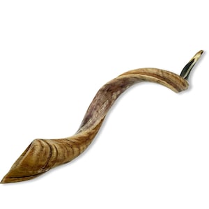 Hochwertiger Jemenit Shofar