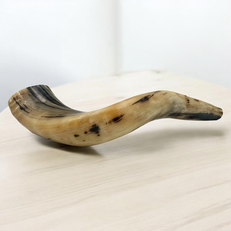 Authentic Handcrafted Ram’s Horn Shofar | Unique Kosher Judaica for Rosh Hashanah & Yom Kippur image 8