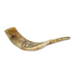 Koscher Widderhorn Shofar - Poliert oder Natur | Geruchsfrei | 3 Größen (20-20″) | Handgemachte Jejuda für Rosch HaSchana & Jom Kippur