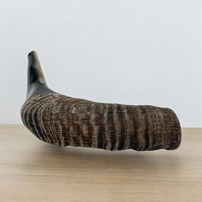 Authentic Handcrafted Ram’s Horn Shofar | Unique Kosher Judaica for Rosh Hashanah & Yom Kippur image 7