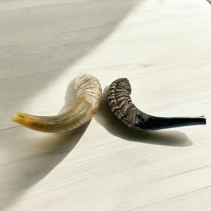 Authentic Handcrafted Ram’s Horn Shofar | Unique Kosher Judaica for Rosh Hashanah & Yom Kippur image 9