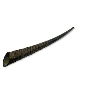 Koscher Oryx Horn Shofar – Poliert | Geruchsfrei | 2 Größen (66–76 cm) | Handgemachte Jejuda für Rosch HaSchana & Jom Kippur