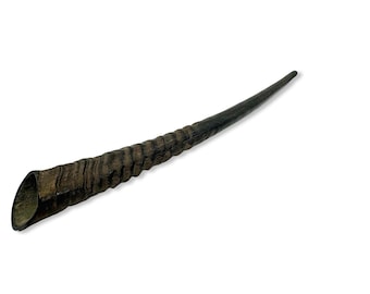 Polished Kosher Oryx Horn Shofar: Handmade Rosh Hashanah Judaica