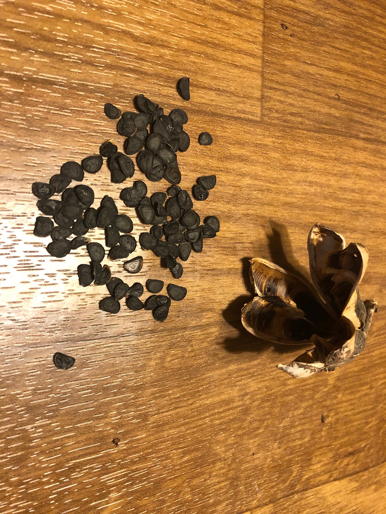 Adams Needle Yucca Seeds 25 ct | Etsy