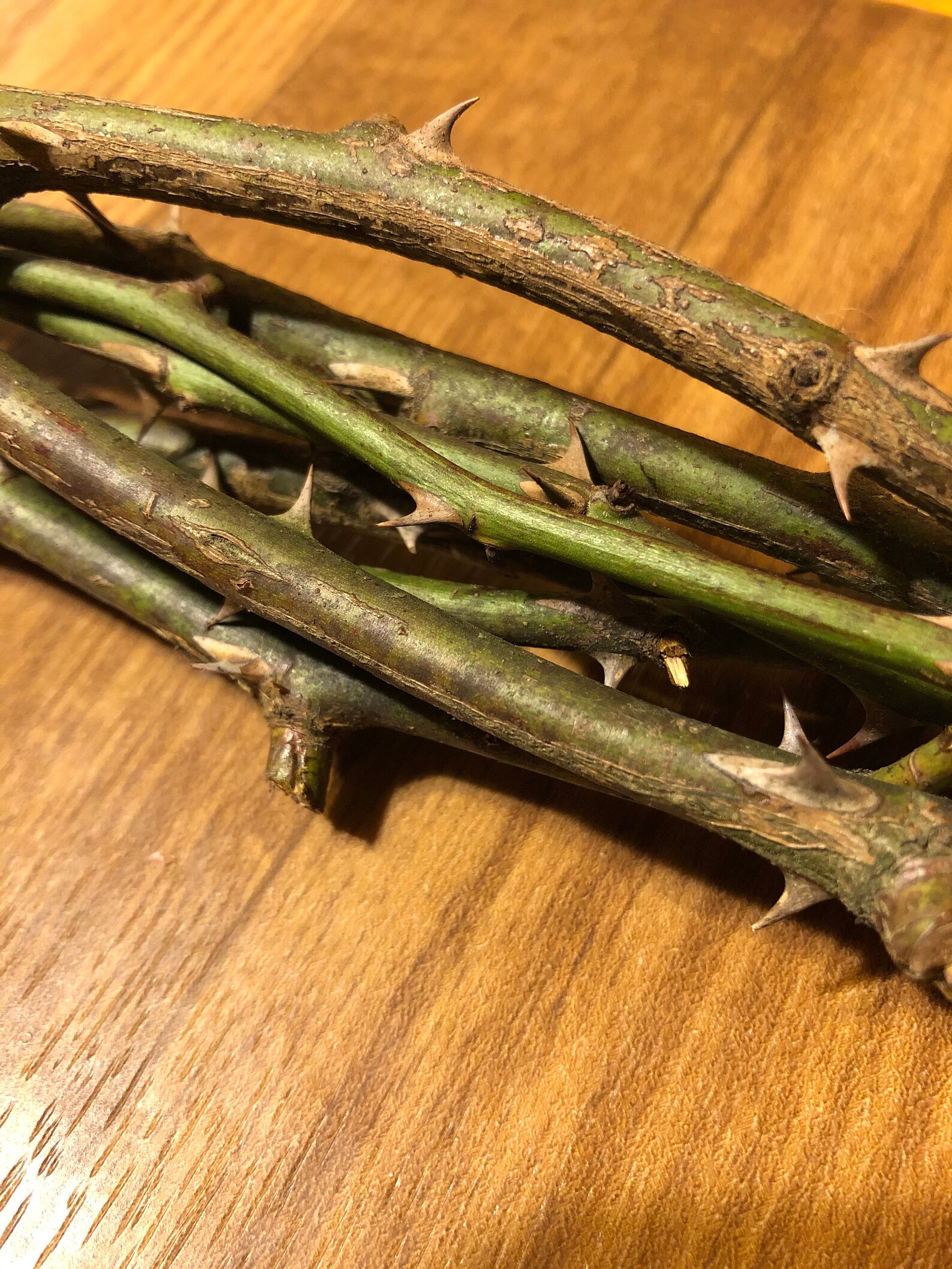 8 Ct Bundle of Wild Rose Stems With Thorns Etsy UK