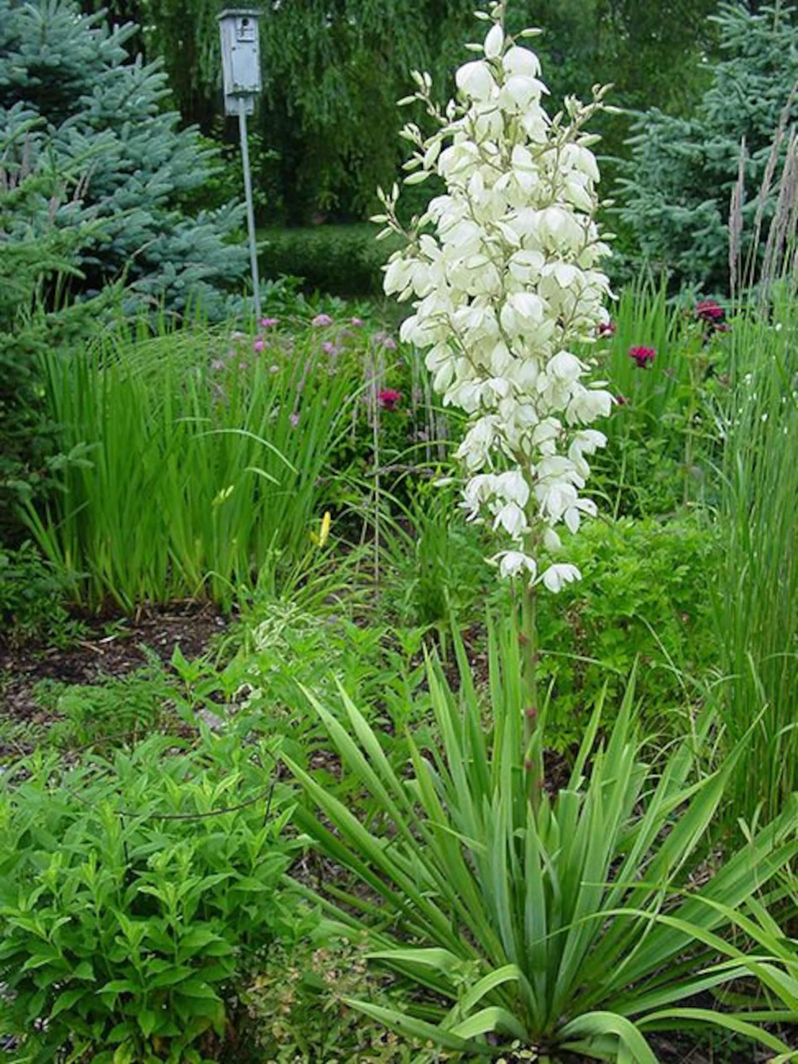Adams Needle Yucca Seeds 25 ct | Etsy