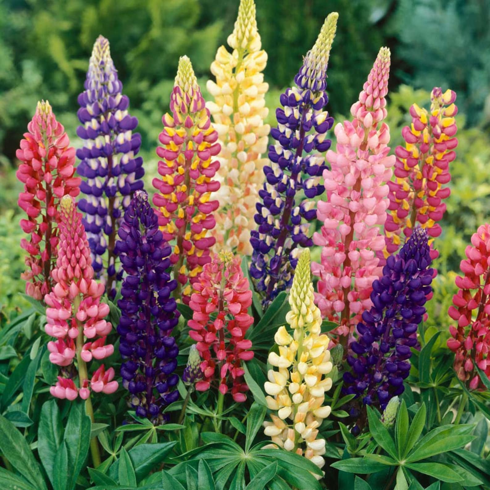 Russell Lupin MIX Lupinus Polyphyllus 100 seeds Etsy