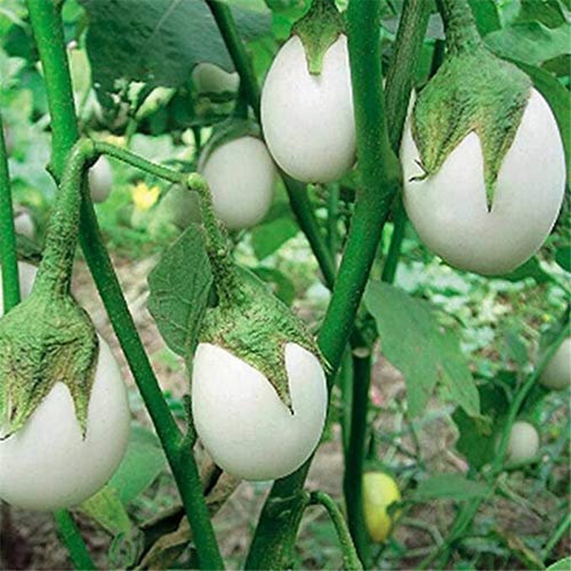 50 Ornamental White Egg plant Solanum Melongena Golden Eggs Etsy