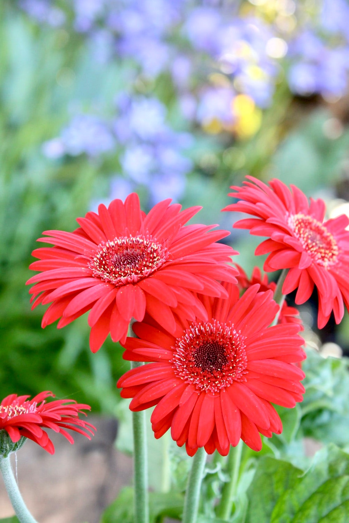 20 Red Gerbera Daisy Hybrids Flower SeedsGerbera jamesonii Etsy