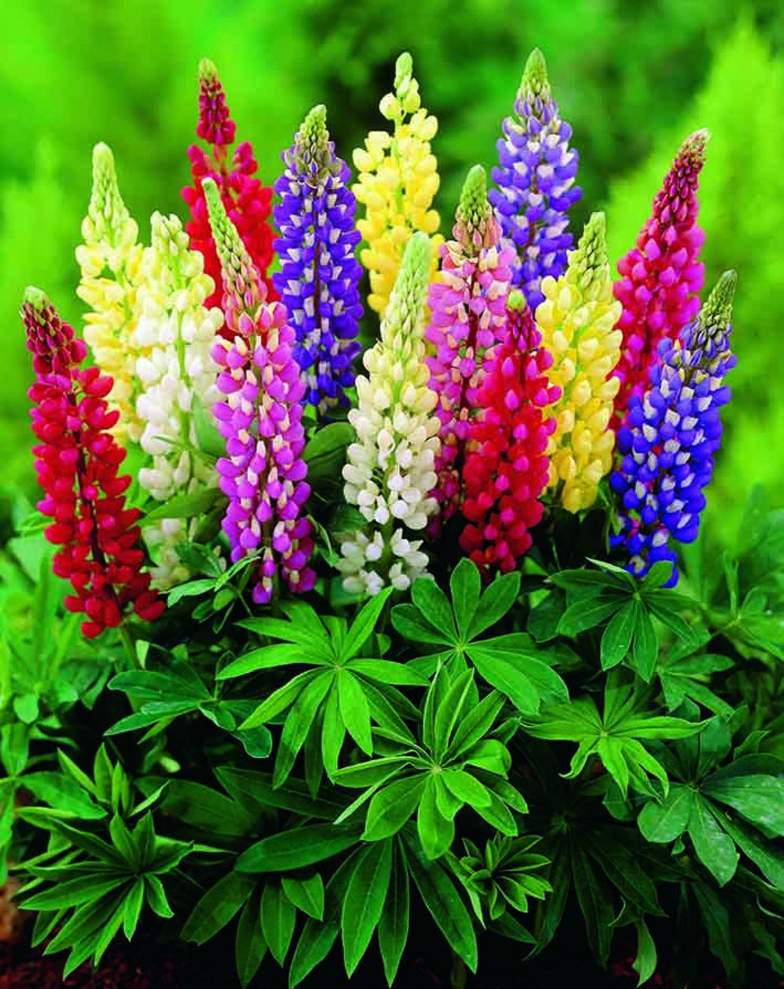 Russell Lupin MIX Lupinus Polyphyllus 60 seeds PERENNIAL Etsy