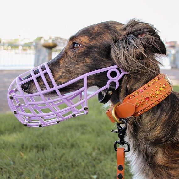 greyhound wire muzzle