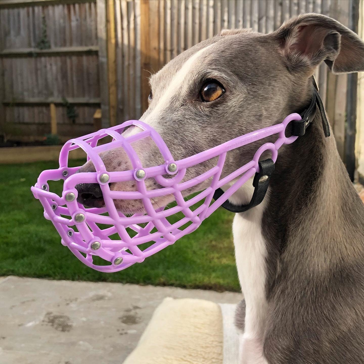 Whippet muzzle best sale australia