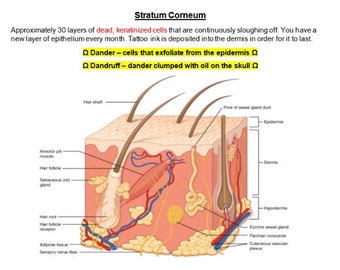 Integumentary System - Anatomy and Physiology - Notes Cheat sheet Diagrams Full