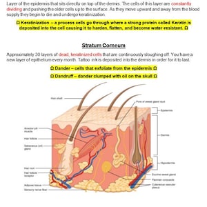 Integumentary System - Anatomy and Physiology - Notes Cheat sheet Diagrams Full