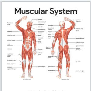 The Muscular System for Anatomy and Physiology best focused for LPN