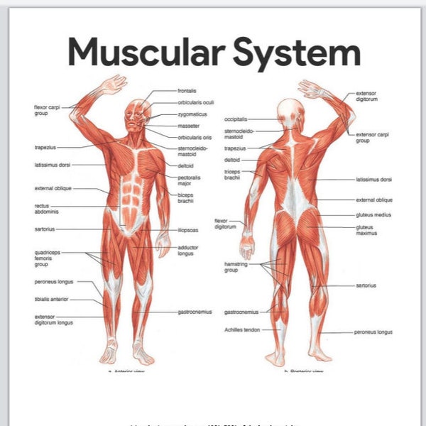 The Muscular System for Anatomy and Physiology best focused for LPN