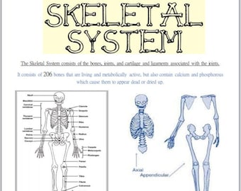 The Skeletal System - Everything you need in the easiest to learn way. Tons of Photos. LPN RN A&P Anatomy and Physiology Nursing School