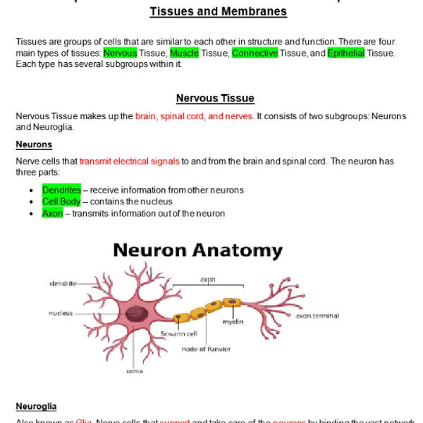 Tissues and Membranes A&P Nursing School Notes for LPN or RN Cheat Sheets