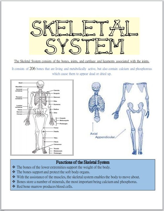 The Skeletal System Everything you need in the easiest to | Etsy