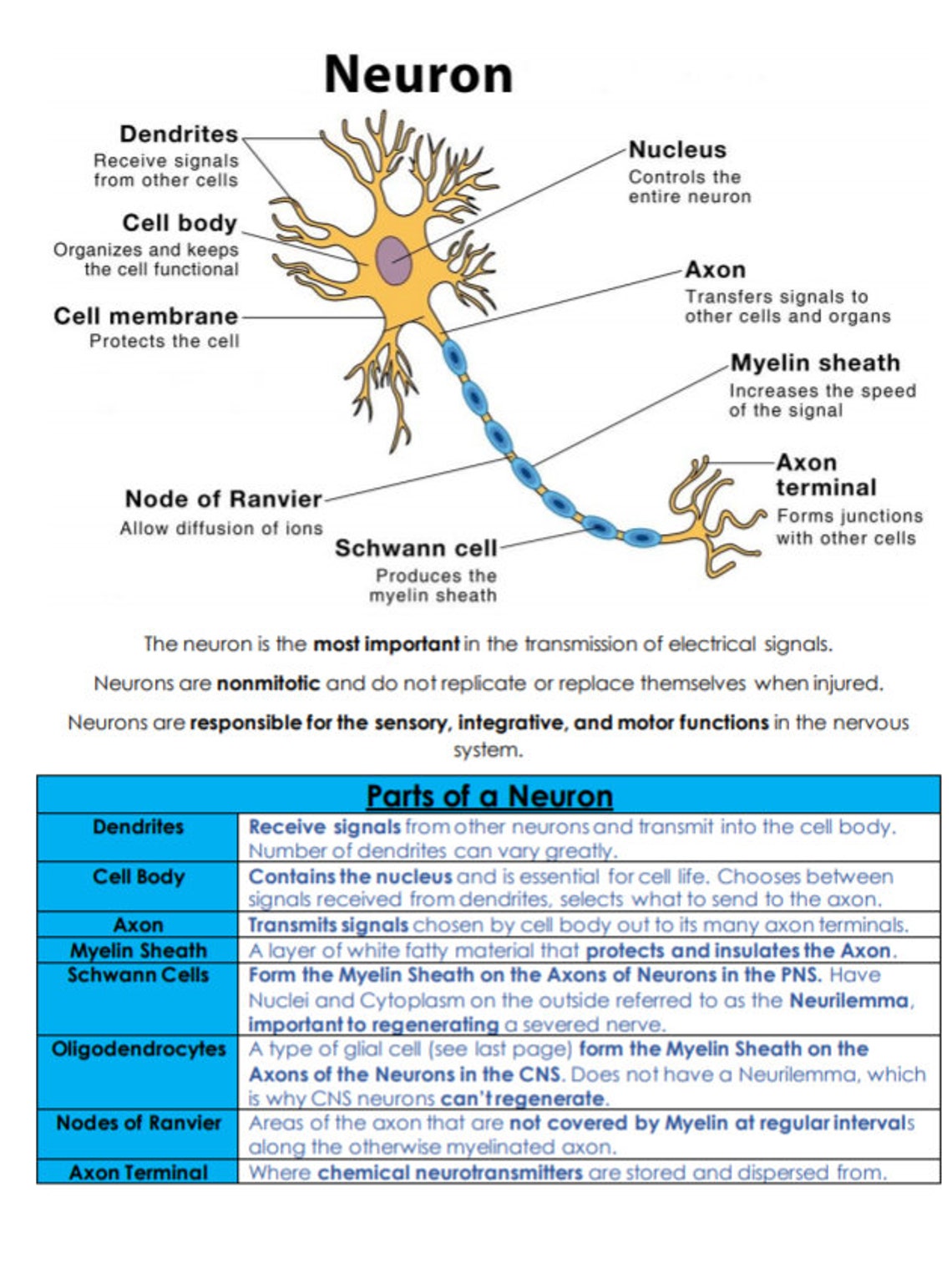The Nervous System Tissues and Brain Anatomy and Physiology Nursing ...