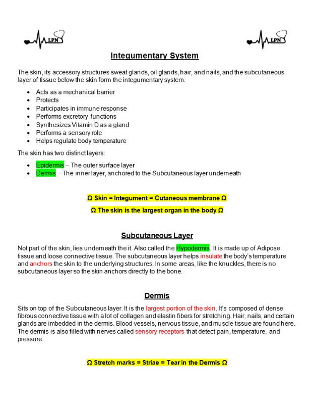 Integumentary System Anatomy and Physiology Notes Cheat - Etsy