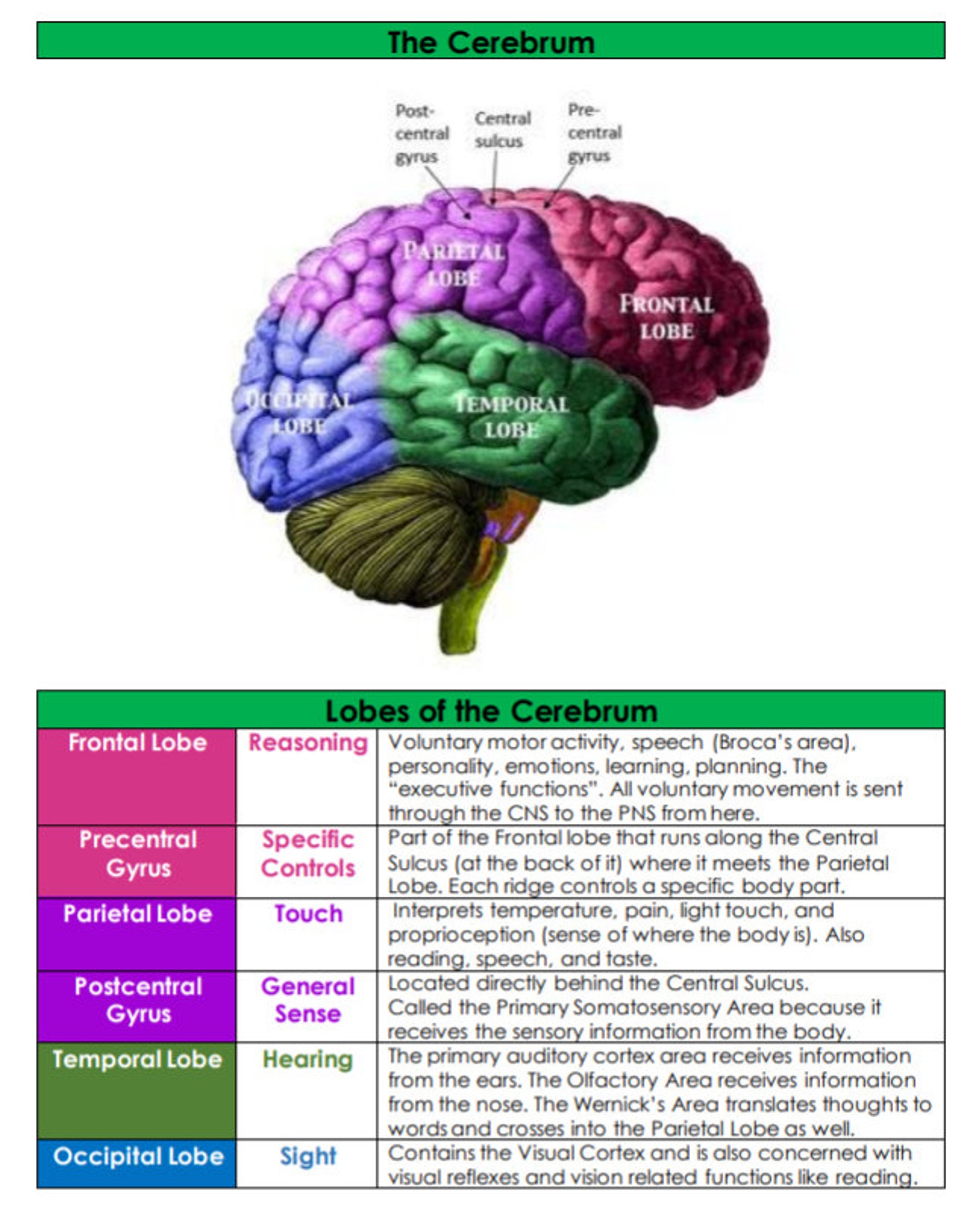 The Nervous System Tissues and Brain Anatomy and Physiology Nursing ...