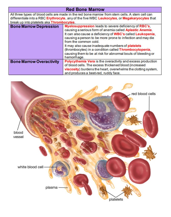 The Blood Everything You Need in the Easiest to Learn Way. LPN RN A&P ...