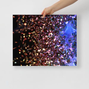 Op de afbeelding: Een microscopische afbeelding van cellen, met een donkere achtergrond en een levendige mix van rode, oranje, gele, blauwe en paarse kleuren.