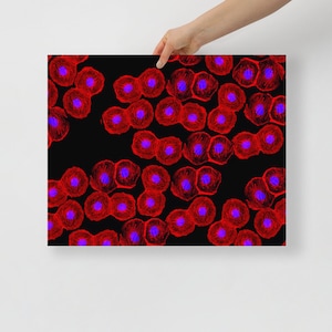 Op de afbeelding: Microscopische afbeelding van rode en blauwe cellen op een zwarte achtergrond. De cellen zijn geclusterd en lijken zich te delen.