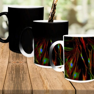 Biology Color Changing Magic Mug, Biologist Mug, Future Biologist, Aspiring Biologist, Biology Student, Biologist Gifts, Cell Microscopy Cup