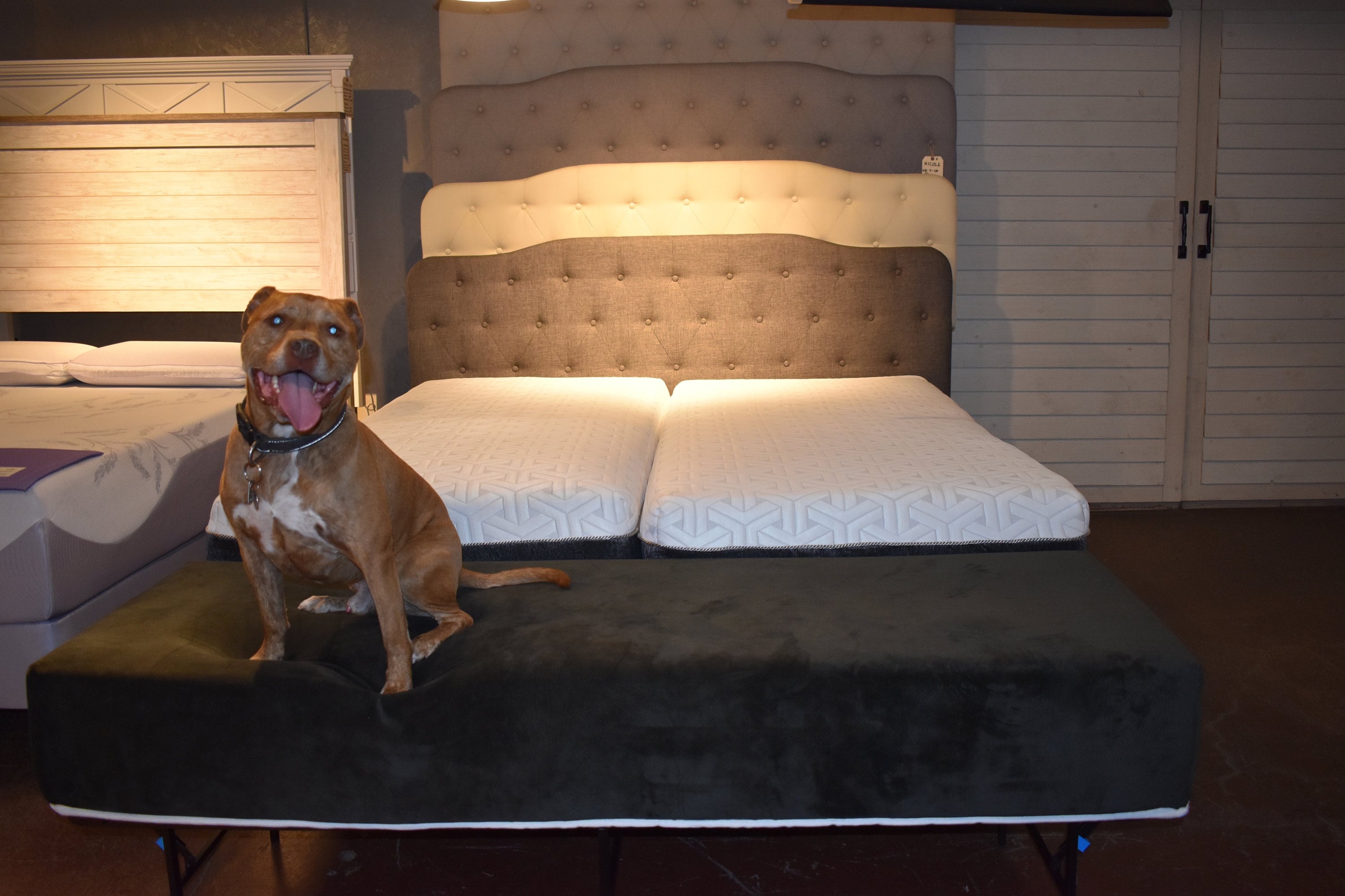 The busterthe ORIGINAL King Size Dog Bed Platform, Dog Bed Extender Wood  Raised Elevated Dog Bed Platform of the Bed 