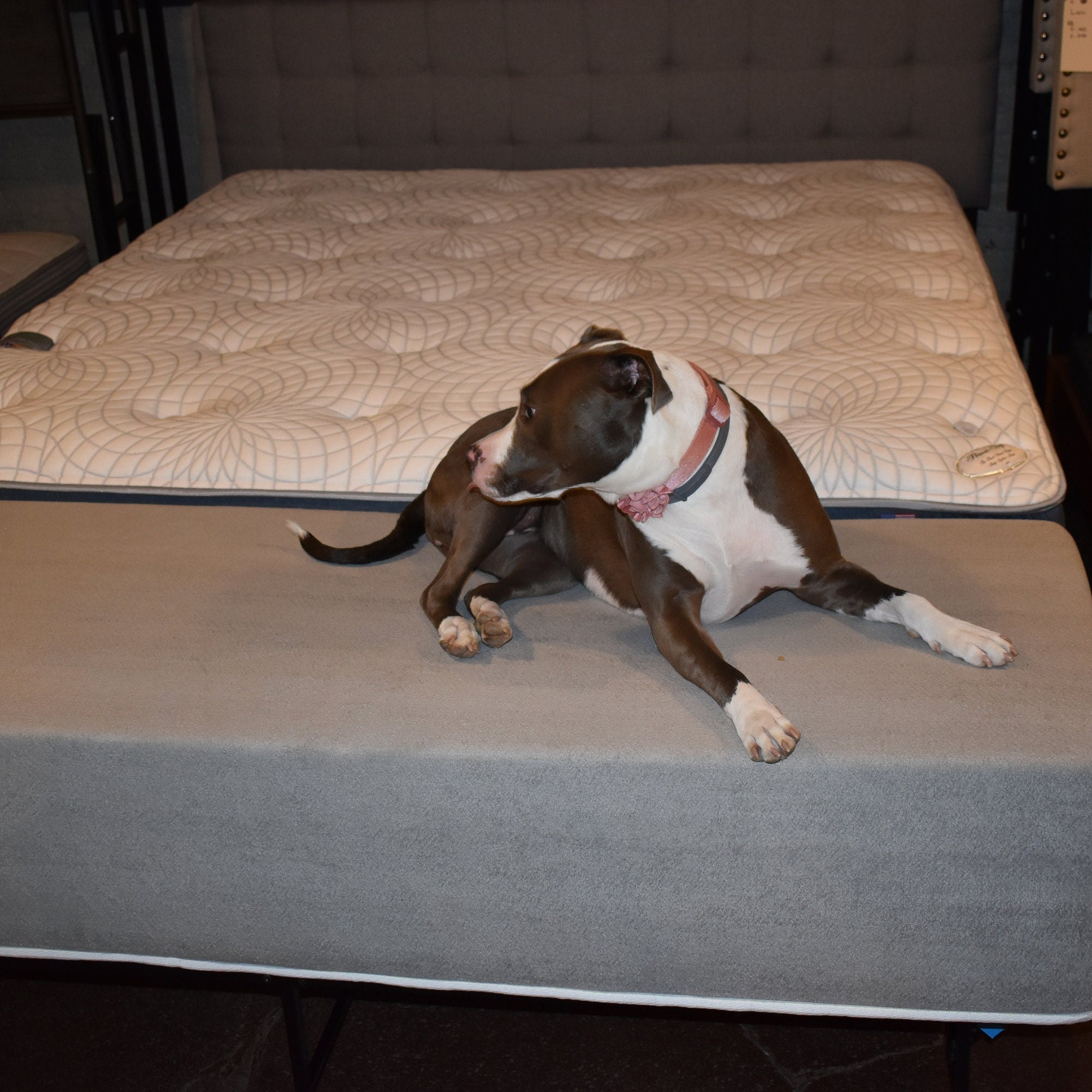 12 Dog Bed Mattress Extender Kit Dog Bed Extension of Human Mattress Elevated Dog Bed Etsy