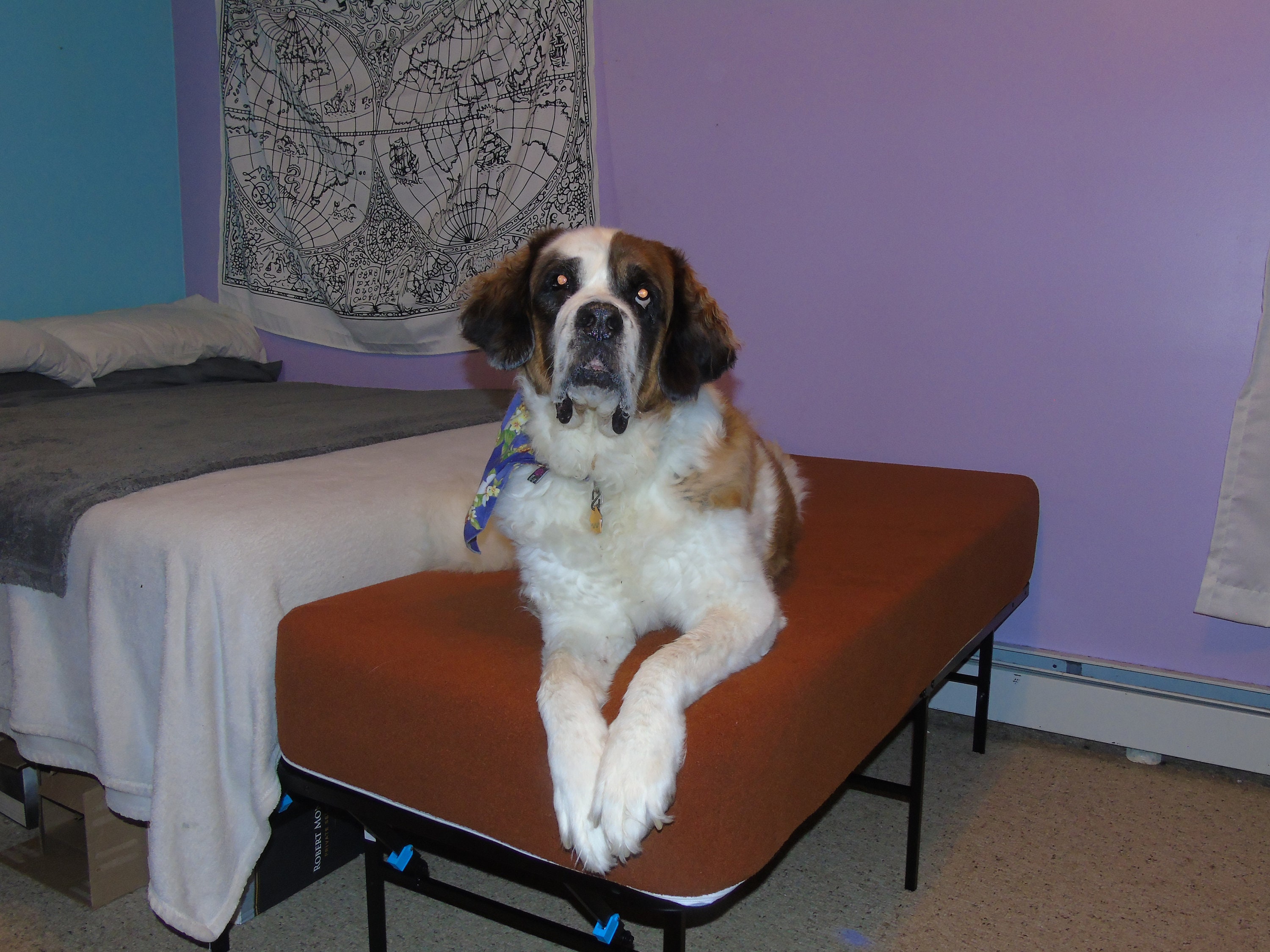10 Dog Bed Mattress Extender Kit Dog Bed Extension of Human