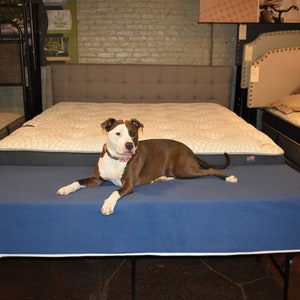 Attached dog bed top to human bed