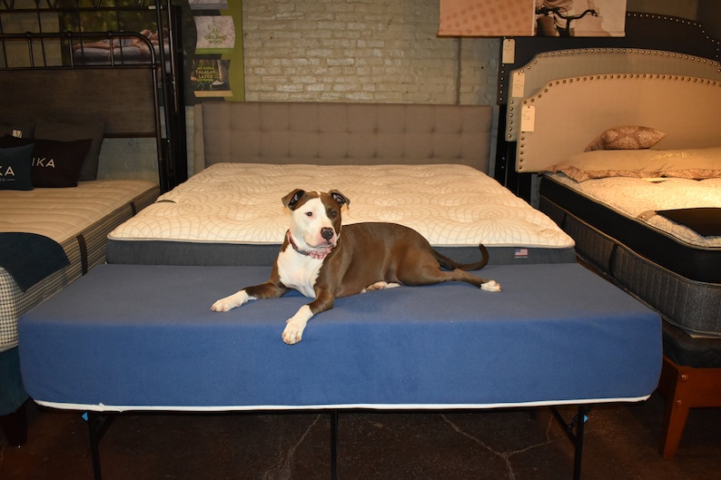 May include: A brown and white dog lays on a blue mattress on a bed frame. The dog is looking to the right of the image. The mattress is on top of a white mattress with a gray headboard. There are other mattresses in the background.