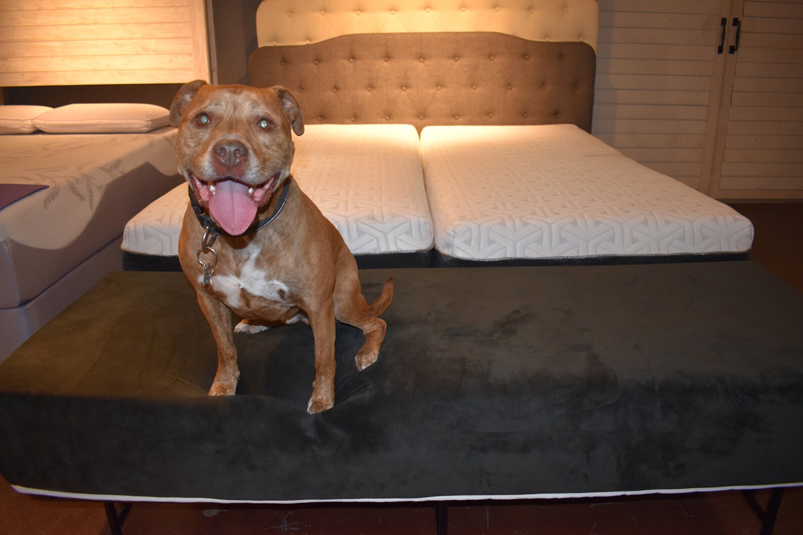 12 Dog Bed Mattress Extender Kit for Metal Platform Beds Etsy