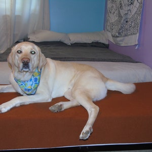 May include: A light brown dog bed with a white dog lying on it. The dog is wearing a blue and white bandana with floral patterns. The dog is looking directly at the camera.
