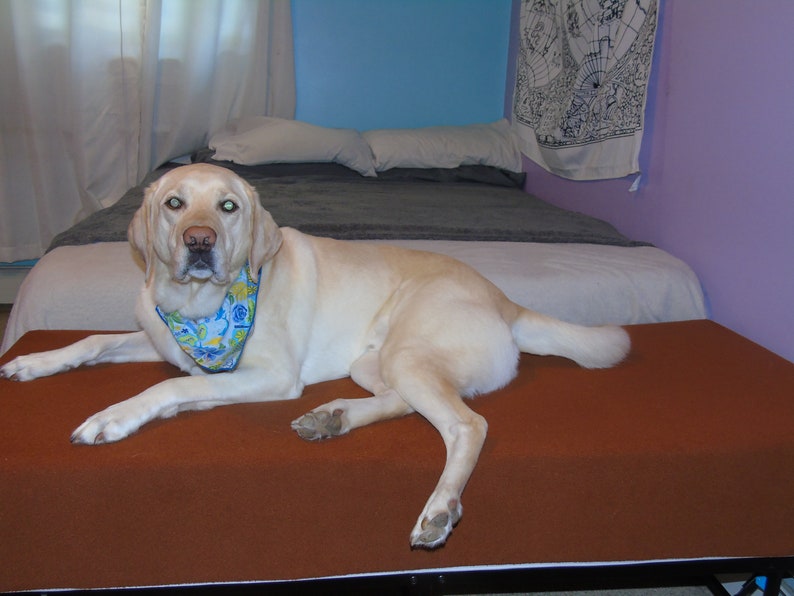 May include: A light brown dog bed with a white dog lying on it. The dog is wearing a blue and white bandana with floral patterns. The dog is looking directly at the camera.